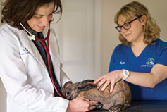 pet Wellness Care in milford