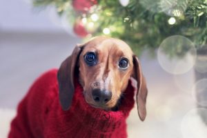 Keep Your Pet Happy And Warm This Winter Holiday