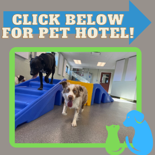 Veterinarian in Milford, CT | Pet Hotel of Milford