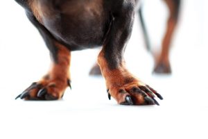How to Safely Trim Your Dog's Nails